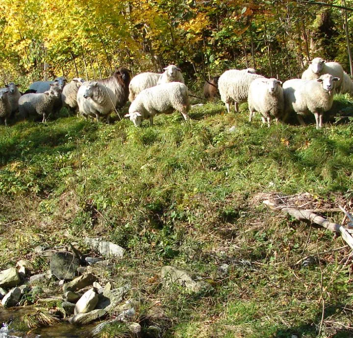 pasące się owce